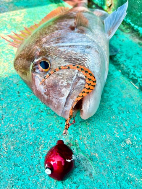 タイラバ　最終 デカいぞ80㎝オーバー】激流に“320g”で挑む！日本海ディープタイラバ